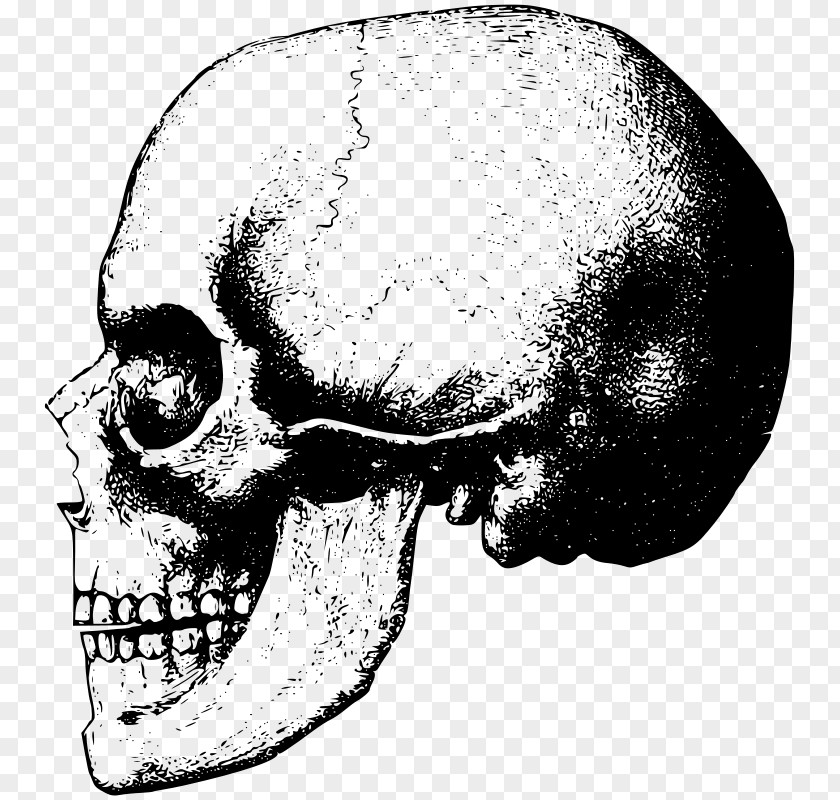 Cranial Skeleton Skull Bone Clip Art PNG