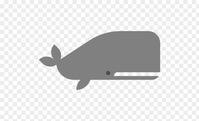 Dolphin Aquatic Animal Whale PNG