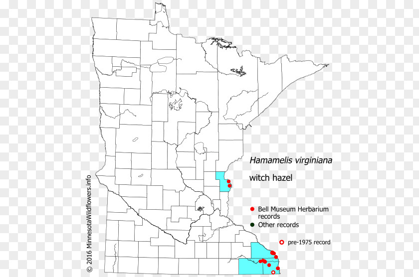 Hamamelis Rhynchospora Capitellata Beaksedge Minnesota Chameleon Plant Knapweeds PNG