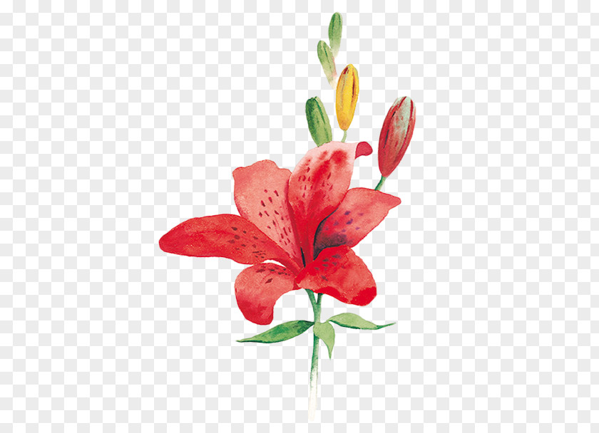 Of Sharing Lily Image Vector Graphics Watercolor Painting Download PNG