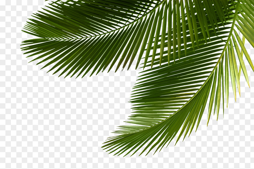 Palm Tree Arecaceae Asian Palmyra Leaf Sabal PNG