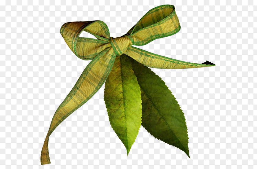 Autumn Plant Leaf Email Stem Clip Art PNG