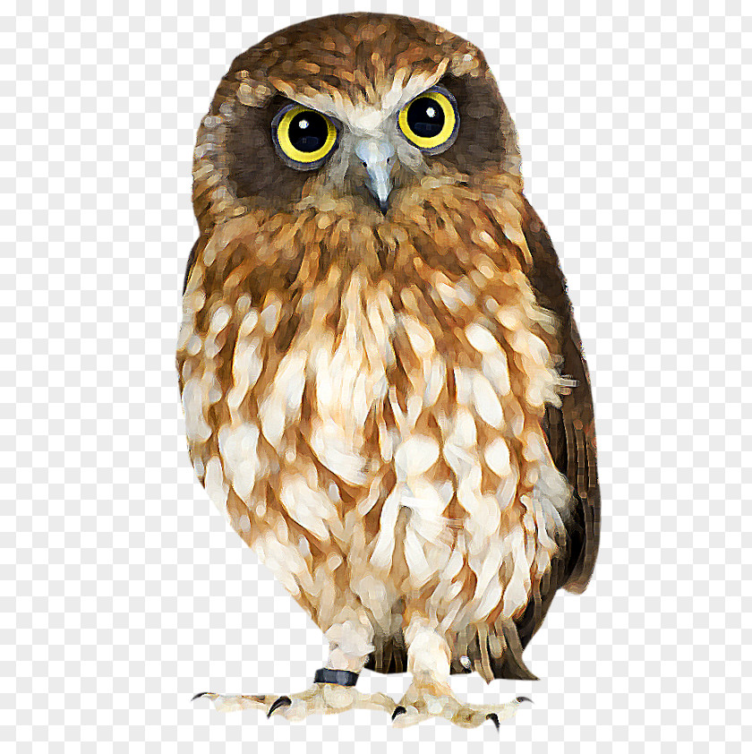 Bird Eurasian Eagle-owl True Owl Skazki I Kartinki Child PNG