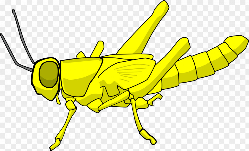 Bug Insect Locust Grasshopper Clip Art PNG