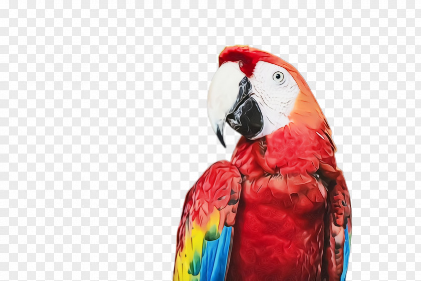 Lovebird Feather Colorful Background PNG