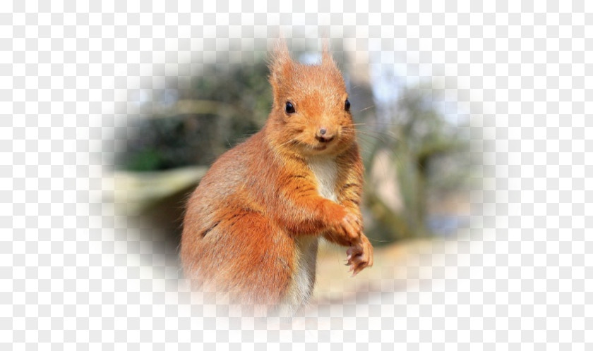 Pas De Deux Fox Squirrel Chipmunk Dormouse Whiskers PNG