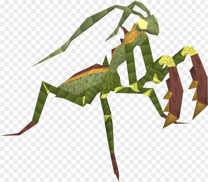 Pray Insect European Mantis Animal PNG