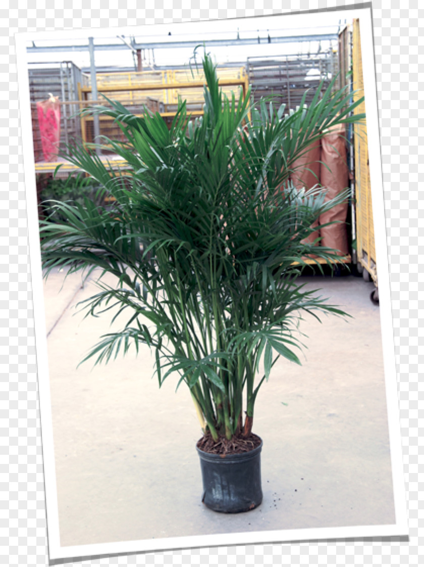 Date Palm Flowerpot Houseplant Herb Shrub PNG