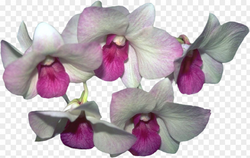 Moth Orchids Psd Adobe Photoshop PNG