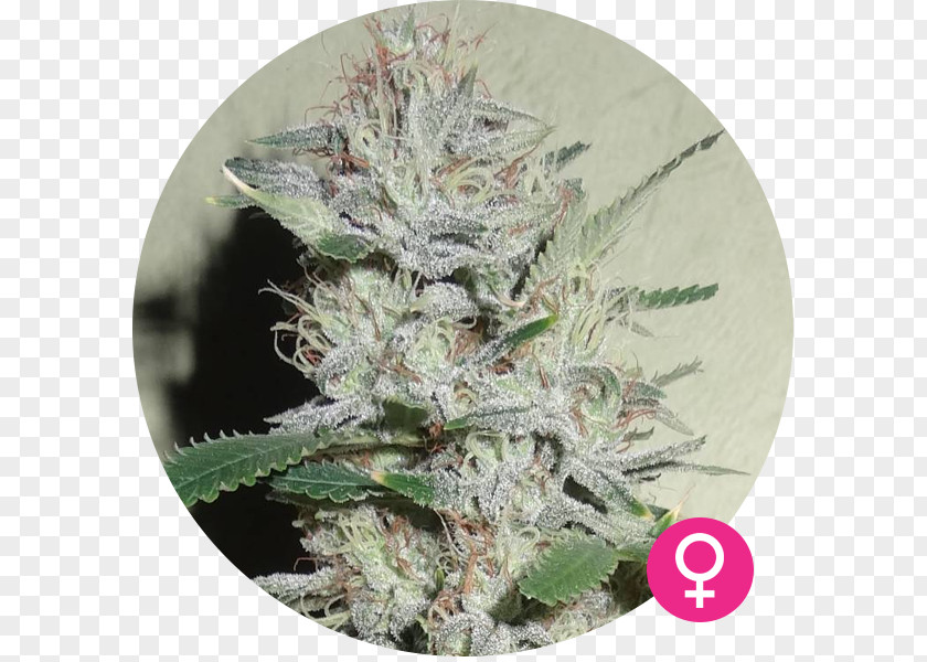 Power Plants Cannabis Northern Lights White Widow Seed Cannabaceae PNG