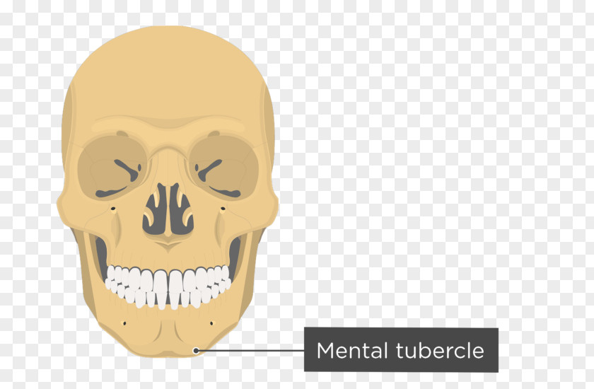 Skull Zygomatic Bone Process Of Temporal Arch Frontal PNG