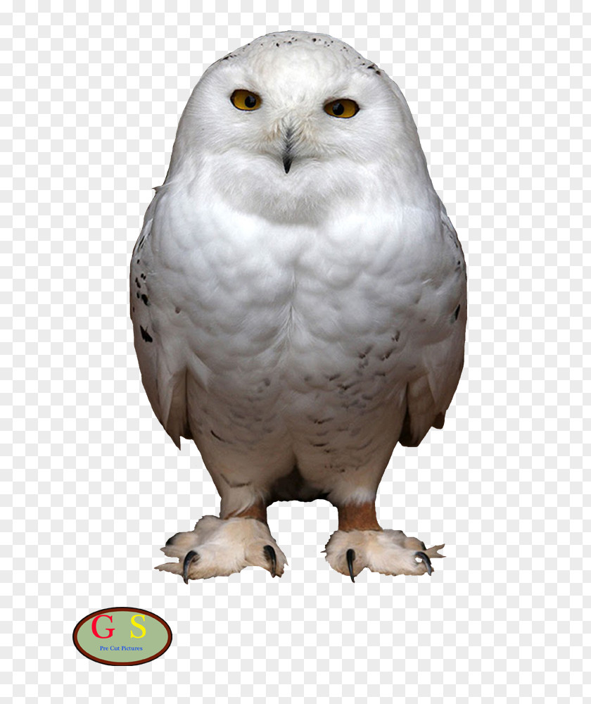U Snowy Owl Bird Of Prey Short-eared PNG