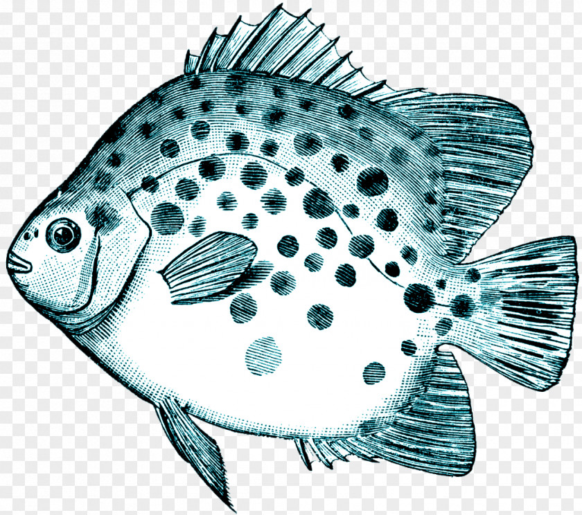 Vintage Background Sawfish Clip Art PNG