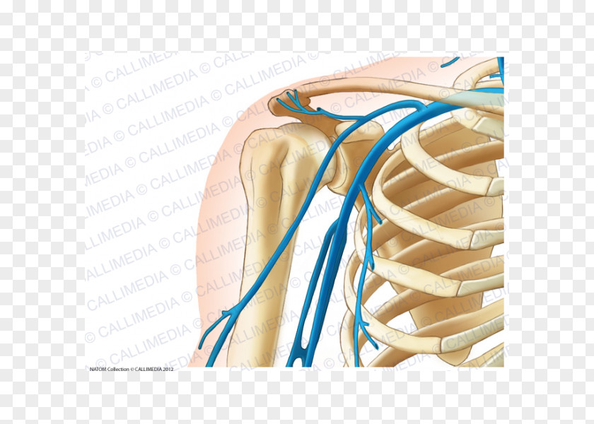 Arm Shoulder Vein Anterior Humeral Circumflex Artery PNG