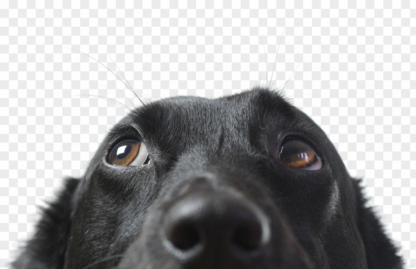 Black Lab Puppies Dog Veterinarian Pet Insurance Clip Art PNG