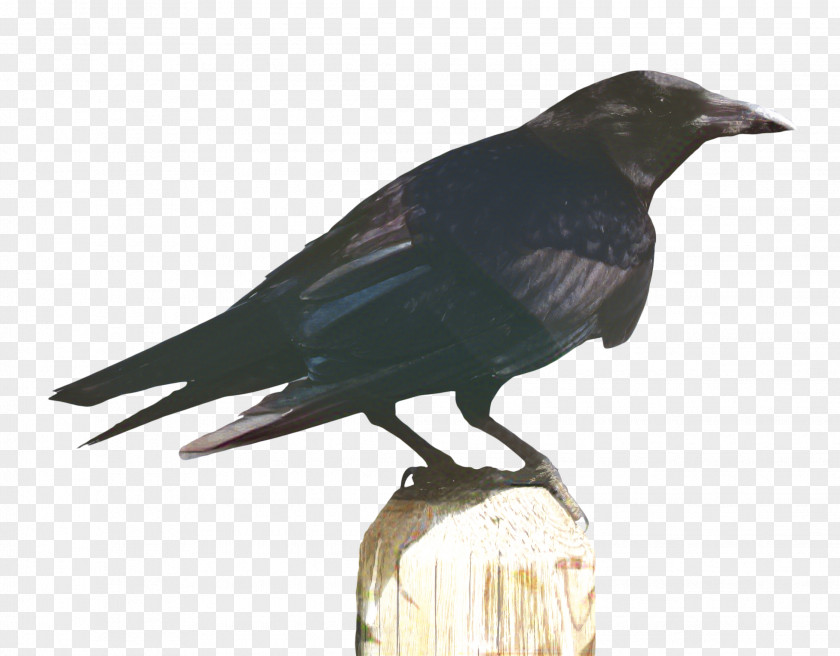Perching Bird Crowlike Cartoon PNG