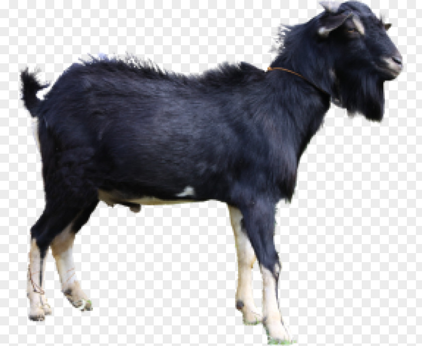 Sheep Jamnapari Goat Boer Ahuntz Kalahari Red Cattle PNG