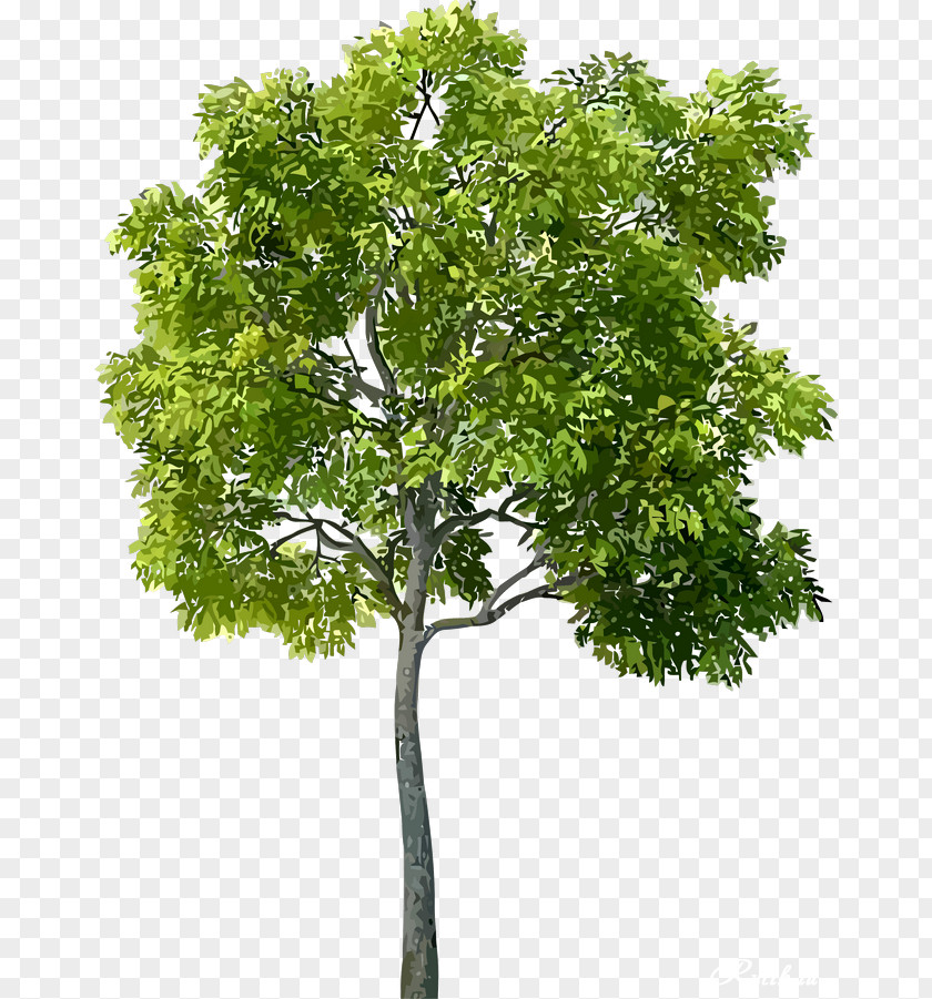 Tree Real PNG