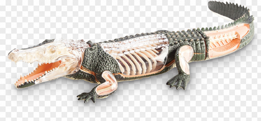 Alligator Crocodile Lizard Terrestrial Animal PNG