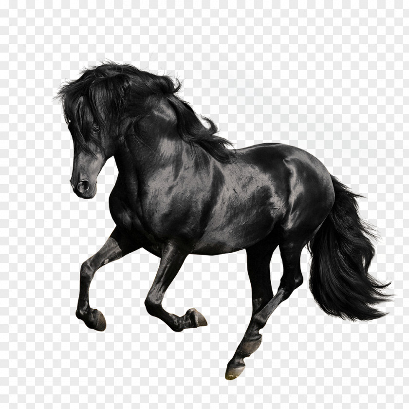 Black Galloping Horses Andalusian Horse American Quarter Arabian Gallop Stallion PNG