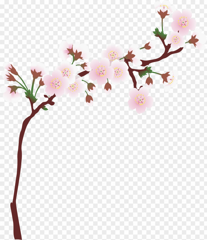 Cherry Tree Branches National Blossom Festival Cerasus Branch PNG