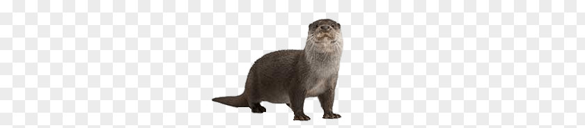 Full Size Otter PNG Otter, bronw beaver clipart PNG