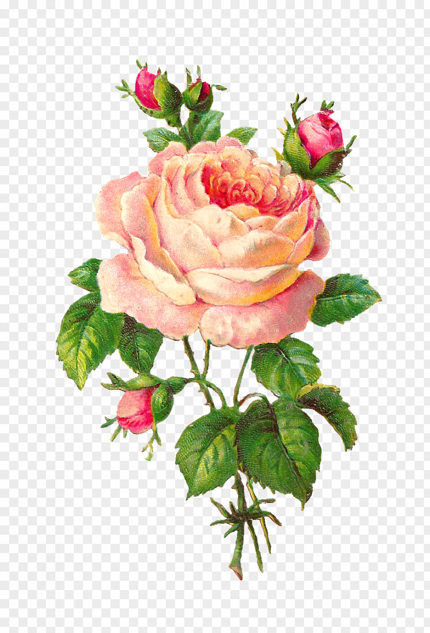 Rose Watercolor Flower Pink Floral Design Clip Art PNG