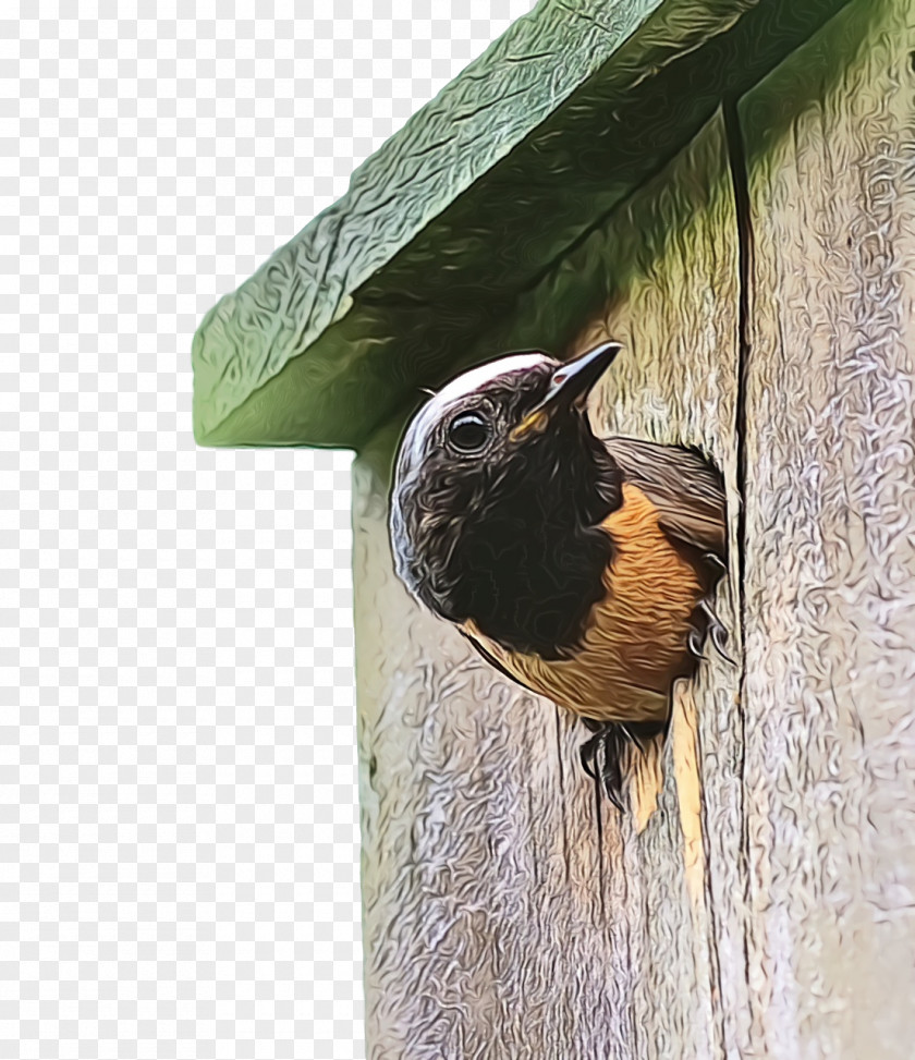 Wrens Old World Flycatchers Beak Nest Box PNG