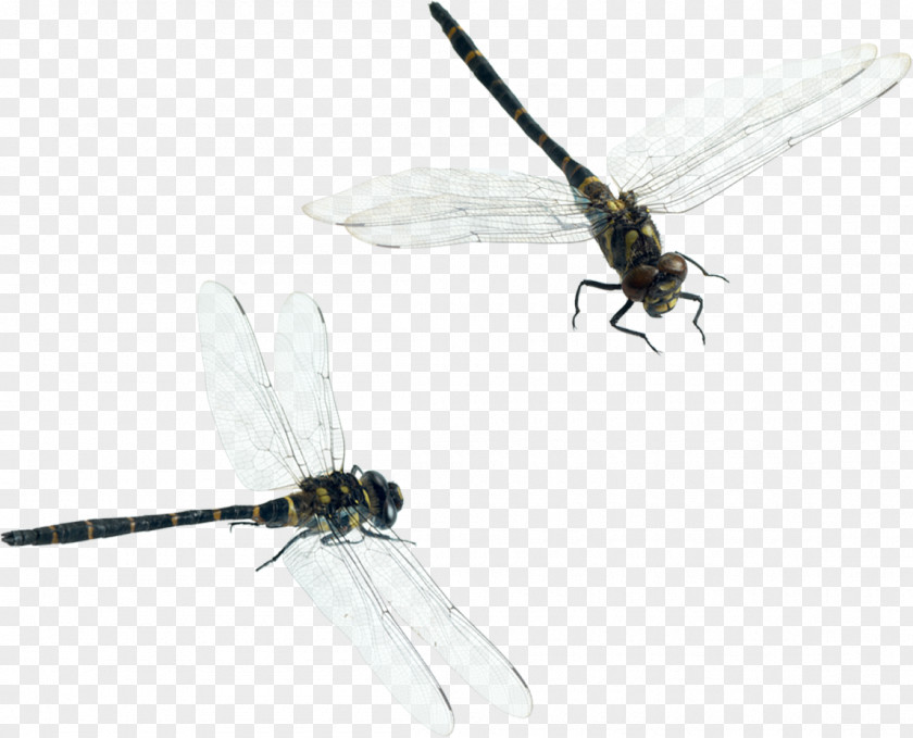 Dragonfly Download PNG