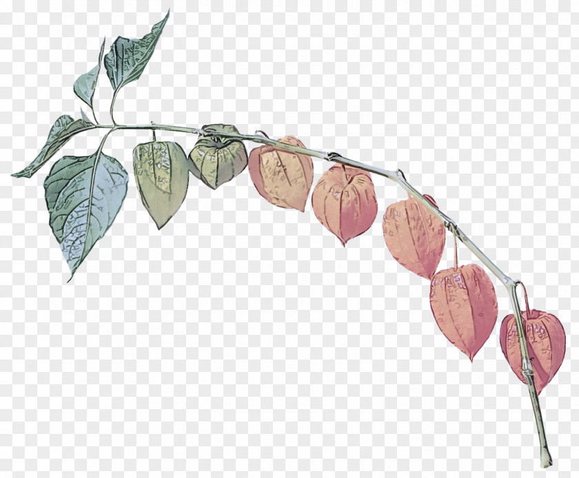 Peruvian Groundcherry Twig Leaf Plant Flower Branch Flowering PNG