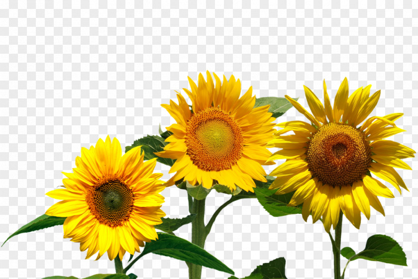 Yellow Sun Summer Common Sunflower Flowerevolution: Blooming Into Your Full Potential With The Magic Of Flowers PNG