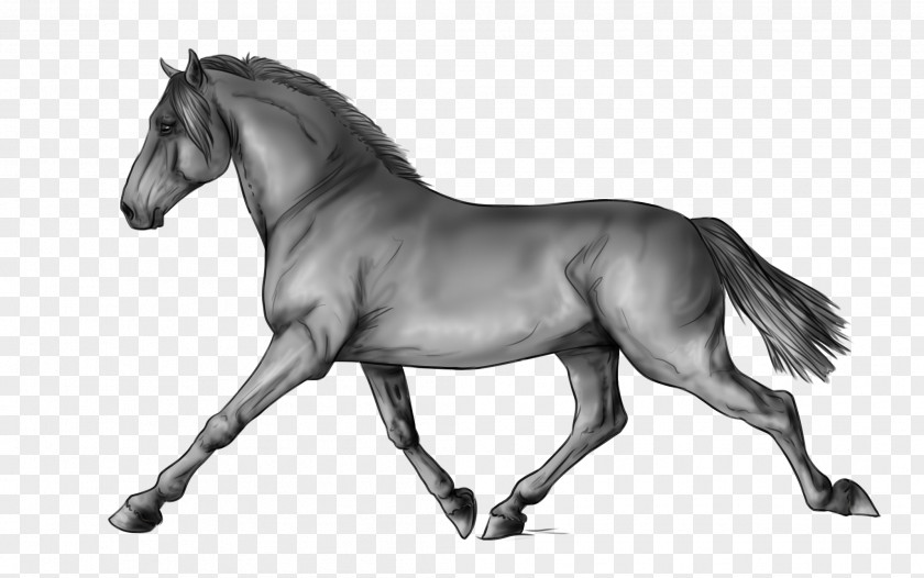 Deviantart Horses Pony Mane Mustang Stallion Art PNG