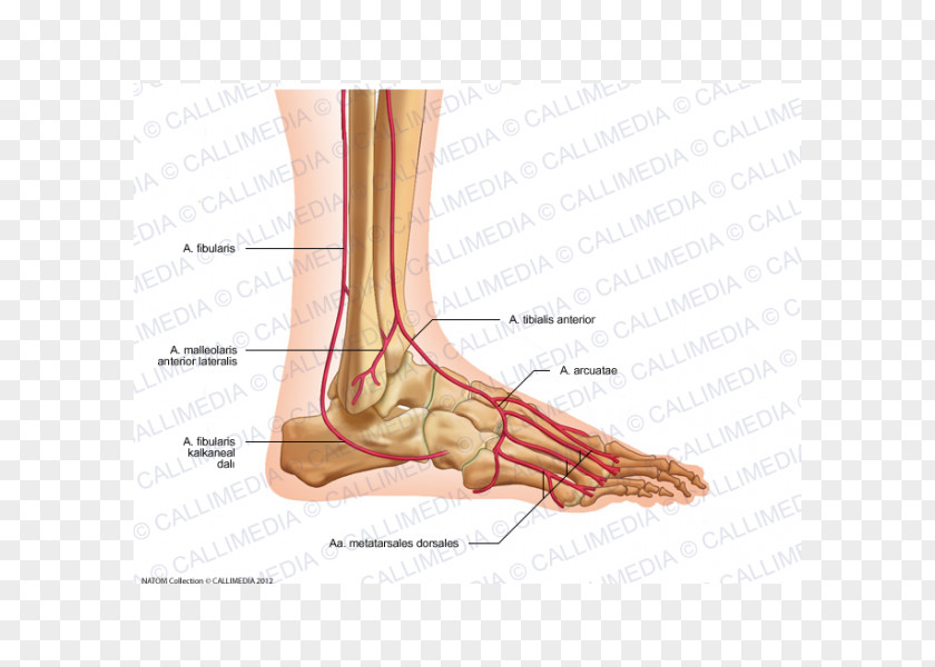Endocrine System Arcuate Artery Of The Foot Thumb Anatomy PNG