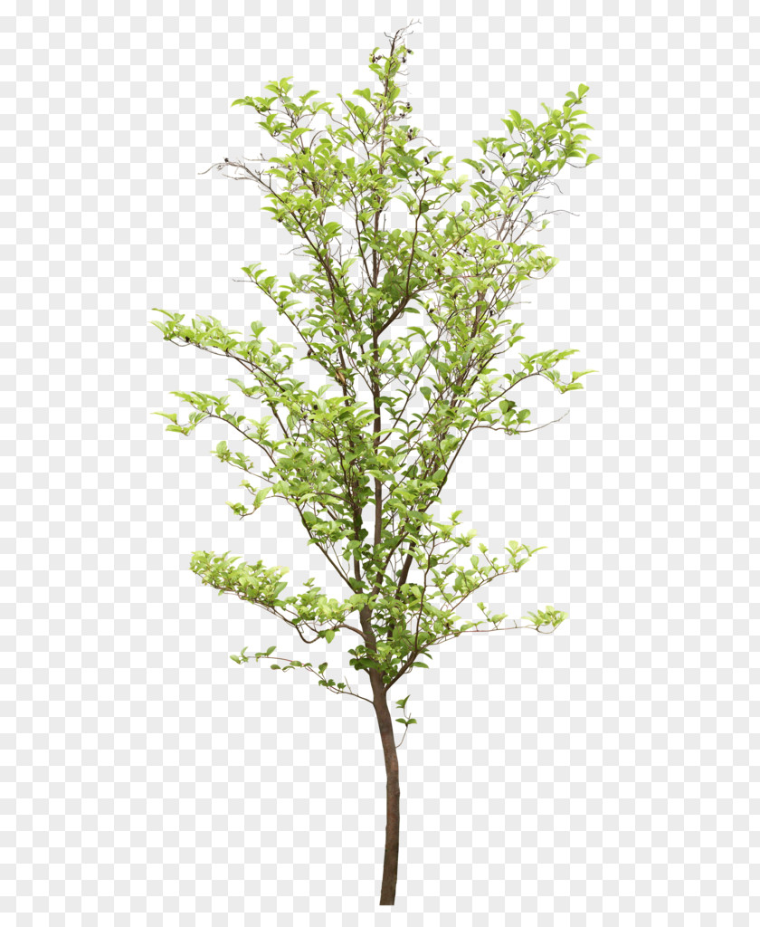 Green Trees Psd Adobe Photoshop Tree Image PNG