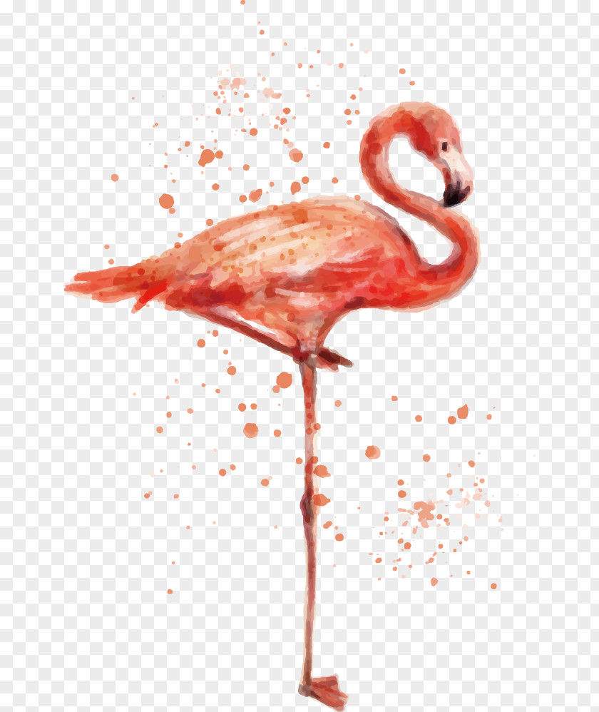 Hand-painted Vector Illustration Flamingos Flamingo Bird T-shirt Painting Animal PNG