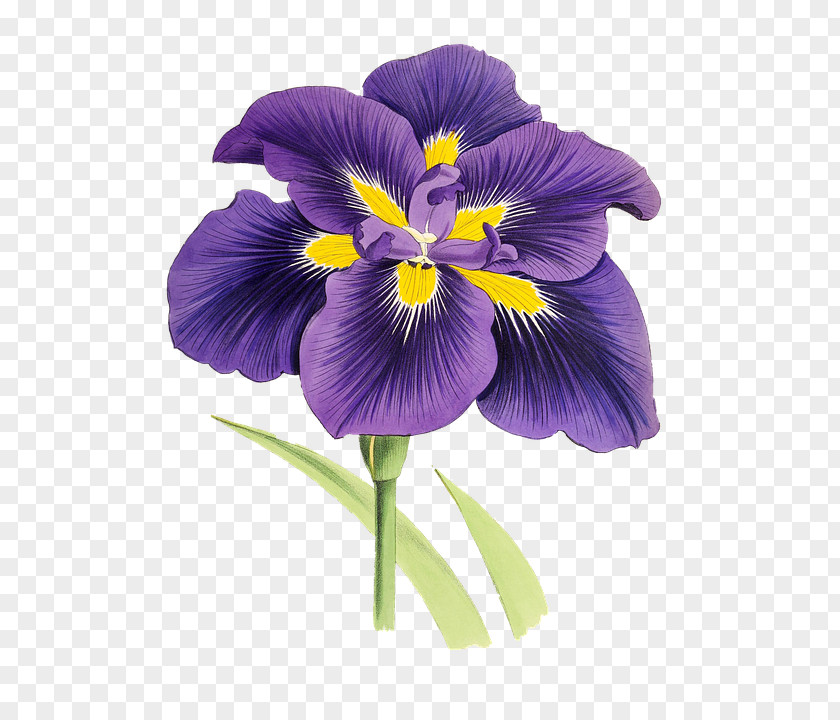 Purple Iris Flower Plant Lilium Clip Art PNG