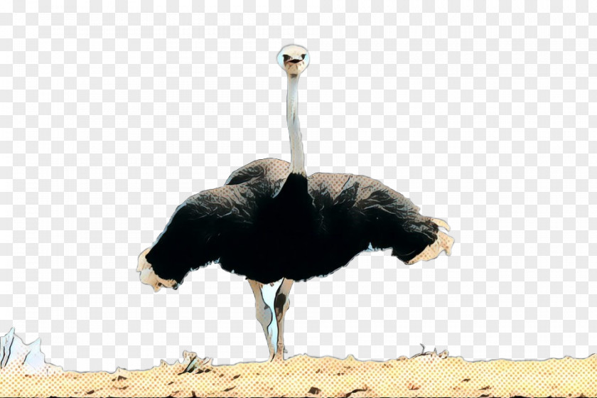 Common Ostrich Fauna Beak PNG