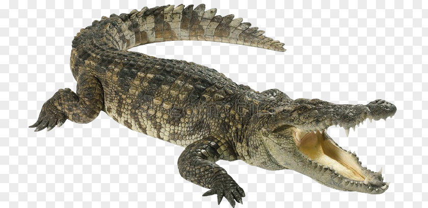 Crocodile Crocodiles American Alligator Stock Photography PNG