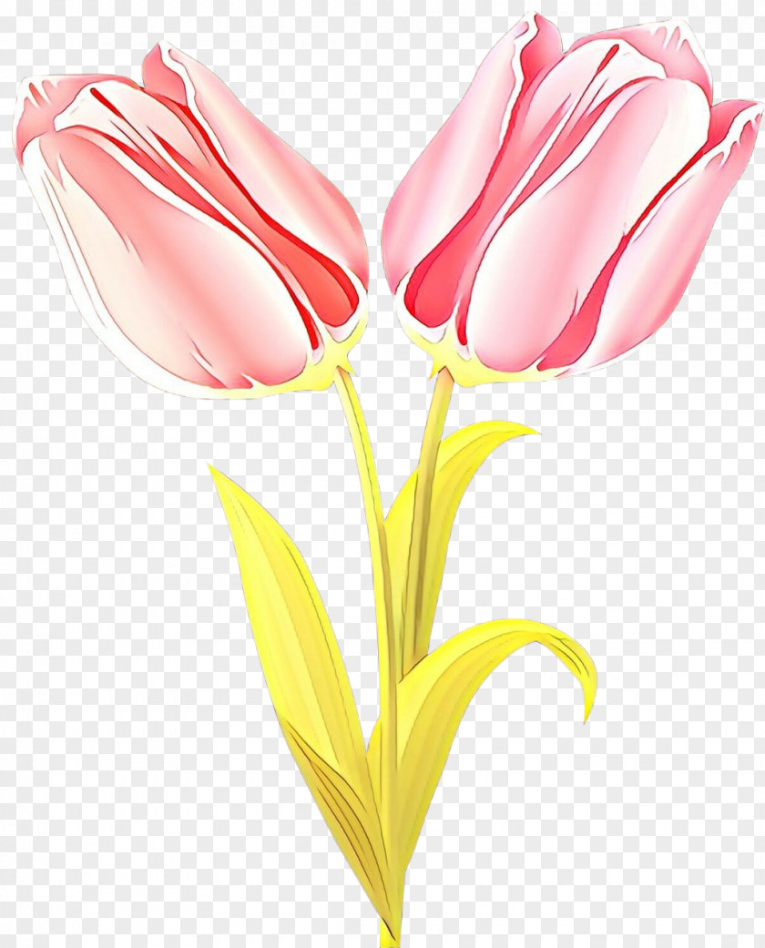 Flower Pink Tulip Petal Cut Flowers PNG