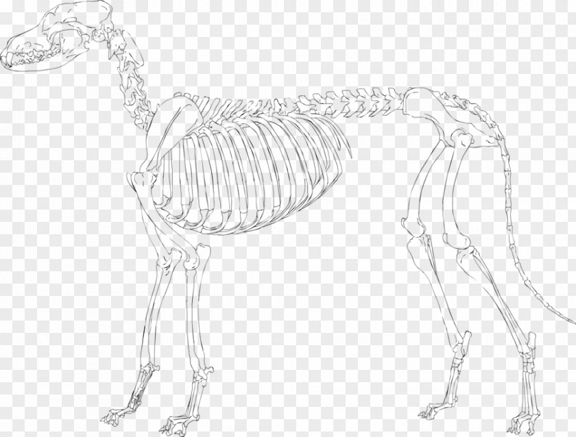 Skeleton Drawing Pekingese Sketch PNG