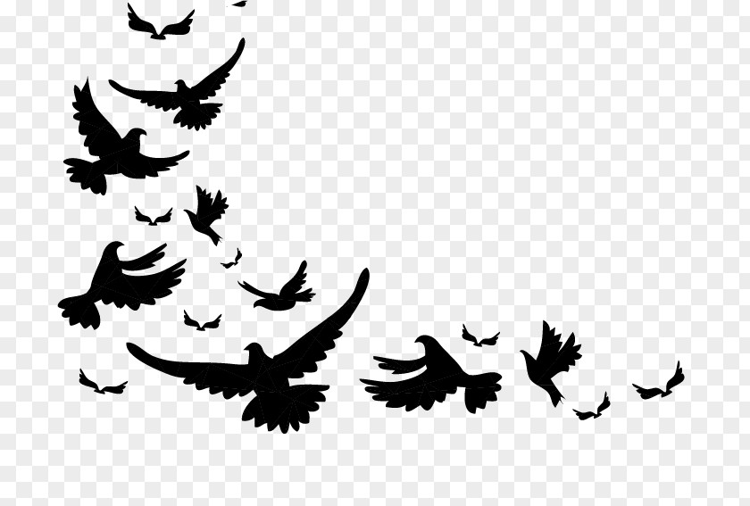 Bird Vector Graphics Illustration Image Drawing PNG