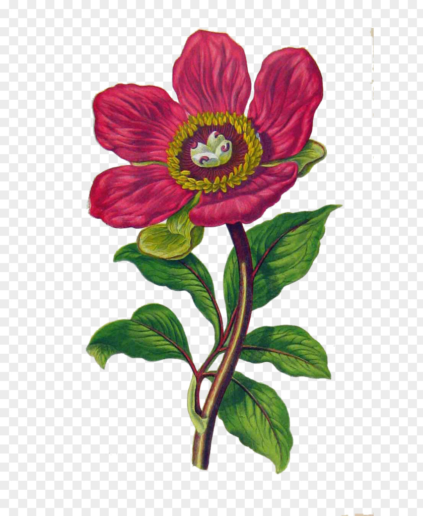 Flower Peony Floral Design Botanical Illustration English Botany PNG