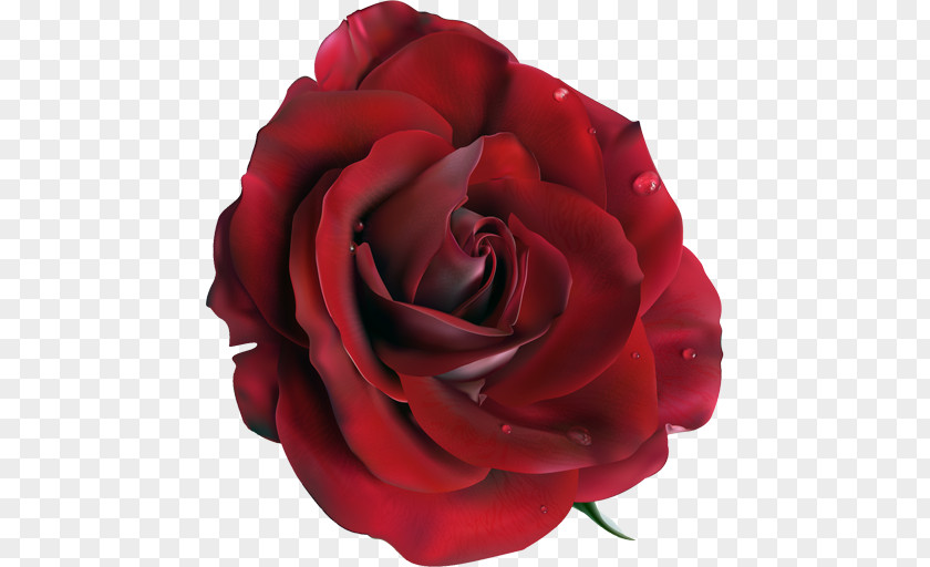 Ranunculus Flower Rose Vector Graphics Clip Art Image PNG