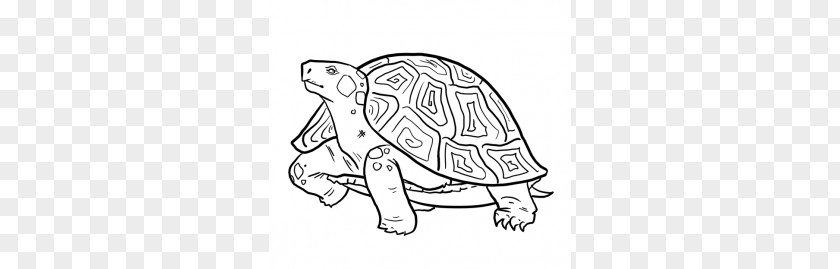 Turtle Drawing Alligator Snapping Reptile Pencil PNG