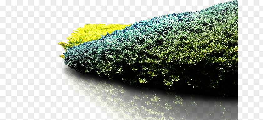 Grass Green Herbaceous Plant PNG