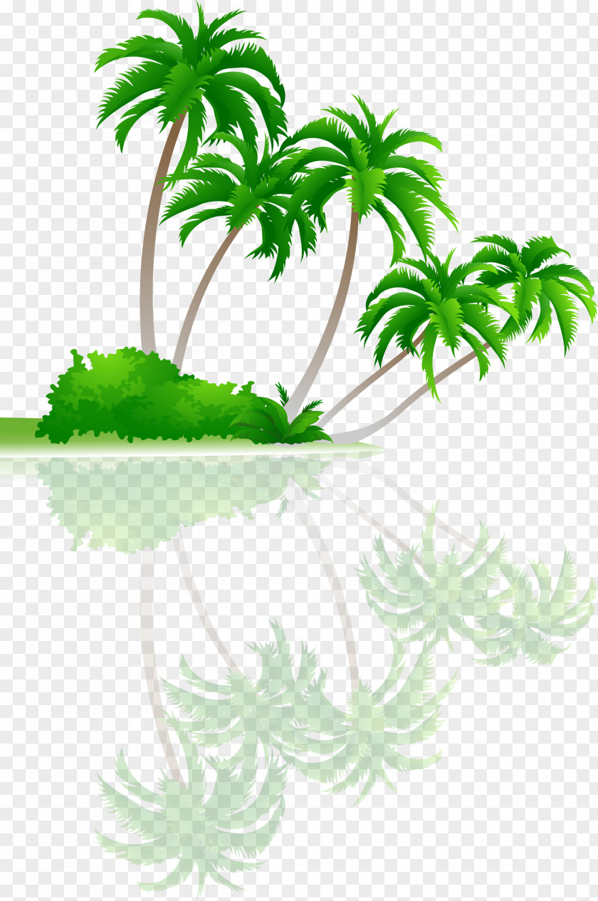 Palm Tree Arecaceae Coconut PNG