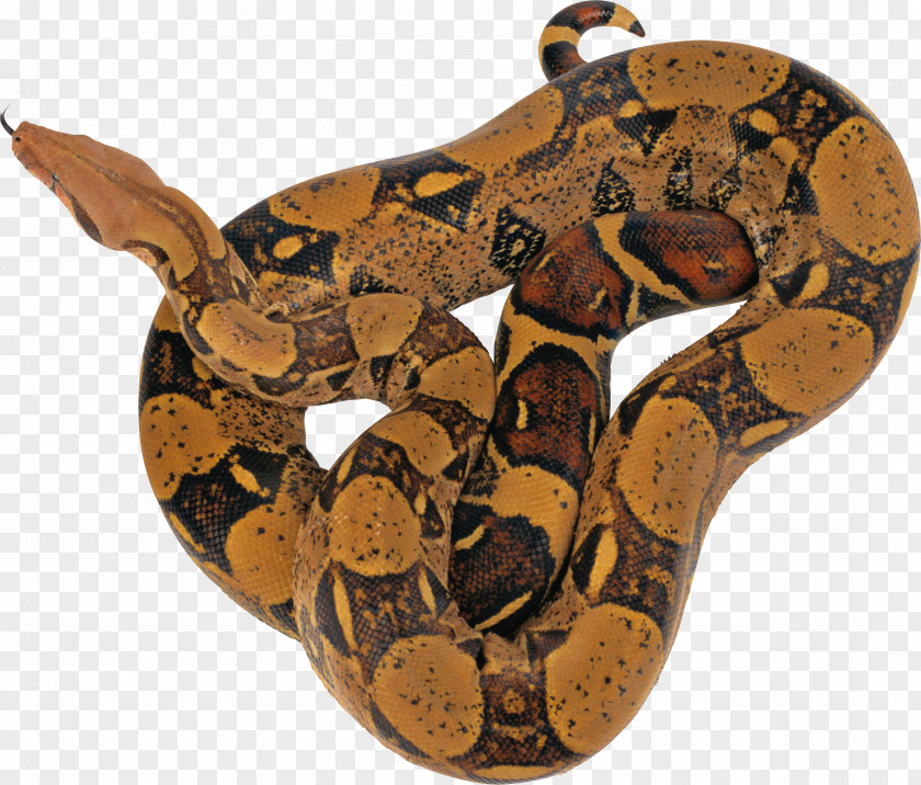Snake Image Picture Download Free Python Imaging Library Package Index Matplotlib PNG