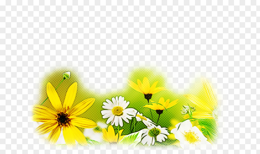 Wildflower Mayweed Daisy PNG