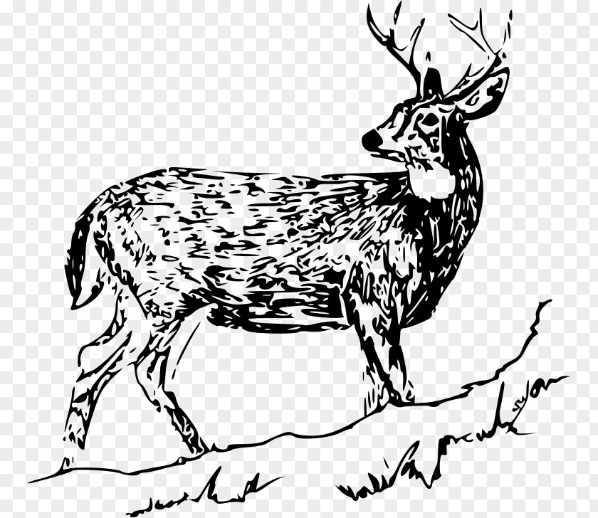 Deer Stag White-tailed Drawing Reindeer Clip Art PNG