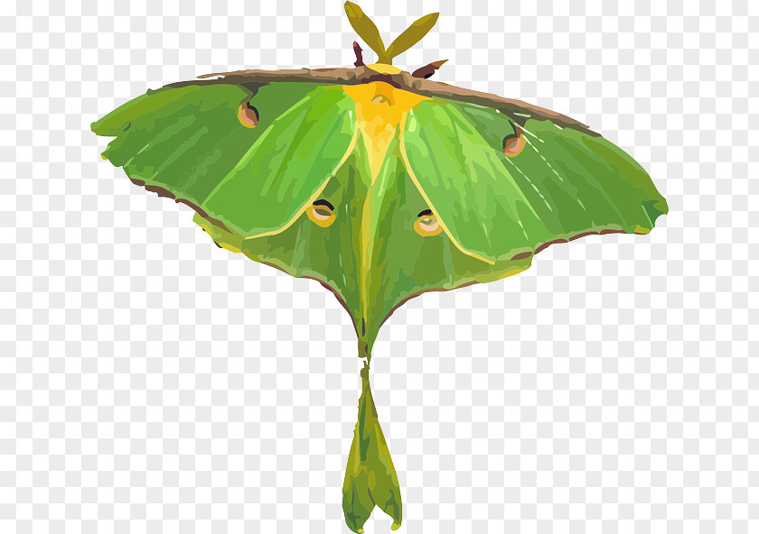 Insect Butterfly Luna Moth Clip Art PNG